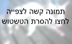 חזיר אשר מכים בו צורח.