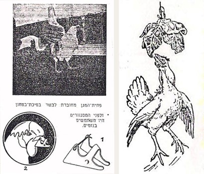 מימין: איור תחת הכותרת אין צורך לעופות בהתעמלות, בקטע המציע לתלות עבור התרנגולות ירקות, אך לא בגובה המאלץ...