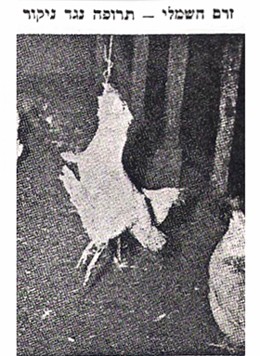 שיטה שהמציא לולן ממדינת וושינגטון לחינוך תרנגולות נגד ניקור הדדי: הוא מתח בלול חוט המחובר בזרם חשמל, אל...