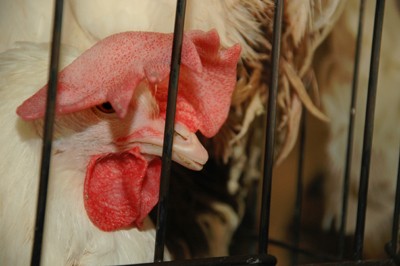 תרנגולת קטומת מקור בלול של כפר הנוער מאיר שפיה, 22.3.2009