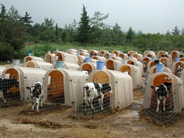 הפגיעה ההמונית והעמוקה ביותר בבעלי-חיים נערכת באופן ממוסד, במימונו של רוב הציבור וללא כוונת פגיעה. תכנית...