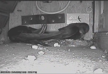 מצלמות המוצבות בקנים מאפשרות צפייה במתרחש והתקשרות אישית, למרות היעדר מגע גופני. זוג סיסים בקן, הסיס...