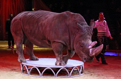 ניתן לדוון בכיתה בהתעללות בבעלי-חיים שכרוכה בעסקי בידור ולחדד את הקשר שבין מימון הפעילות בידי הצרכנים –...