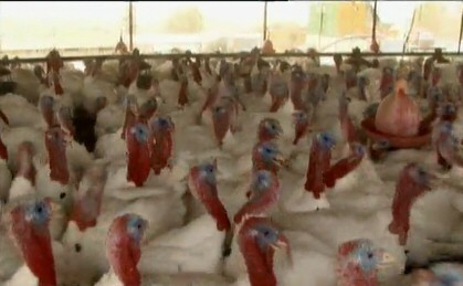 לקראת סוף מחזור הגידול, ההודים נעשים כל-כך גדולים שהם לא מסוגלים לזוז מבלי להיתקע אלו באלו