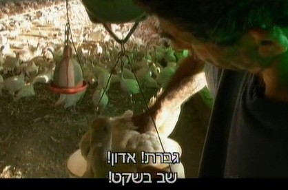לצורך שקילה, פועל הלול דוחס את תרנגול ההודו הצעיר לתוך דלי, בזמן שזה מתנגד ומפרפר בכנפיו. ככל שהעופות...