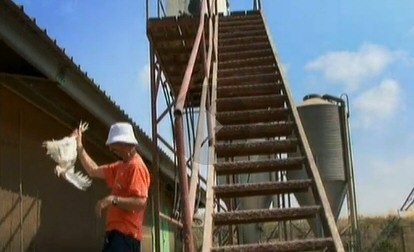 עובד הלול מחזיק ברגליו את אחד מהעופות שהצליחו להימלט לחצר, במטרה להחזיר אותו ללול.