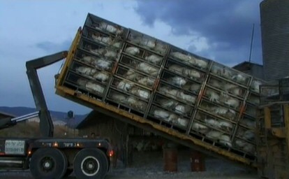 הובלת התרנגולות, בדחיסות נוראית, אל דרכם האחרונה. זהו השלב היחיד בחיי העופות שעשוי להיראות מוכר לציבור הרחב.