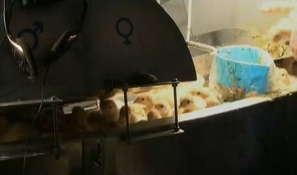 אפרוחי ההודו ביום הראשון לחייהם, במדגרה. כל התמונות בכתבה לקוחות מתוך הסרט.