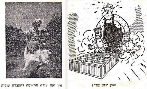 איור וצילום מתוך משק העופות , שפורסמו לצד מאמרו של א. י-י., כיצד להעביר עופות , 1951.