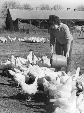 גידול תרנגולות בתנאים שכמעט נעלמו ממדינות מערביות במהלך המחצית השנייה של המאה ה-20. 