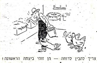 איור מתוך משק העופות, כרך ג', חוברת ט', 1951, עמ' 199.