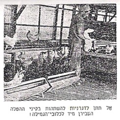 צילום שנלווה לכתבה אל תיתן לדגרניות להשתהות בקיני ההטלה , 1950.