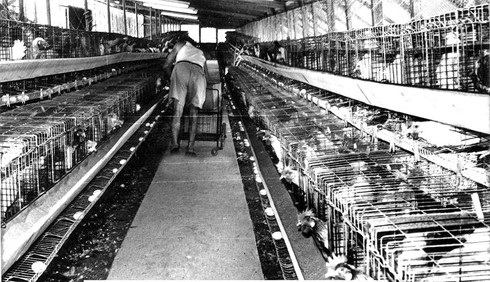 לול סוללות בבית-יצחק, בין 1950 ל-1958. (מקור: ארכיון בית-יצחק שער-חפר, Pikiwikisrael).