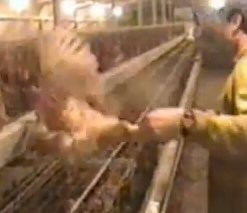 פינוי תרנגולת זקנה שקצב הטלתה יורד. בפועל, מדובר בתרנגולות בנות שנתיים בלבד, שעברו רק חלק קטן מתוחלת...