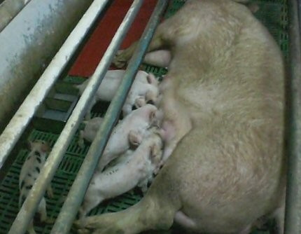 תמונה ששודרה במסגרת תחקיר שקר המזון של כלבוטק: חזירה המוחזקת בתא הנקה, המונע ממנה כמעט כל אפשרות תנועה.