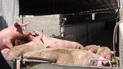  חזירים מובלים בדחיסות נוראית אל המשחטה. תעשייה זו מונה כ-180,000 חזירים שנשחטים מדי שנה-יותר מפרות! 