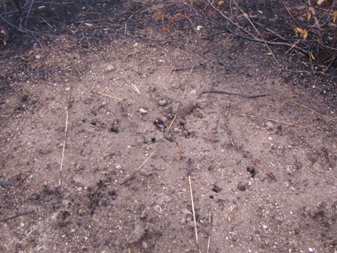קן נמלים פעיל בלב שטח שרוף, 7.12.2010.