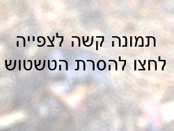חולדה(?) שנהרגה בשריפה. צולם על-ידי פעילי גירגורים. הצילום הוקטן עקב אופי התמונה. מתוך אלבום המתעד את...
