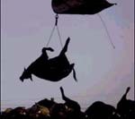 פרות מושמדות בשל החשש הגובר ממחלת הפרה המשוגעת