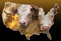 תמונה של שתי פרות מביטות במצלמה וגם בקר נשרף באש.