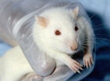 סיכום פעילות הכנסת ה-18 בענייני בעלי-חיים