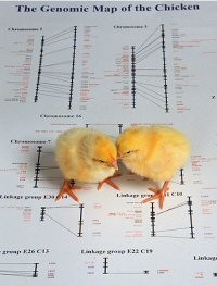 נאסר שיווק מזון שמקורו בחיות משובטות, ובכלל שימוש בחיות משק משובטות.