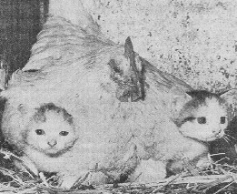 רמז לעוצמת הדוגרנות: הדחף של התרנגולת הדוגרנית לדגור על ביצים ולטפל באפרוחים, נוצל בעבר בלולים מסחריים...