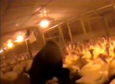 לול תעשייתי לגידול תרנגולי הודו, מתוך חקירה סמויה של ארגון PETA