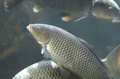 קרפיון (צילום: nodoca)