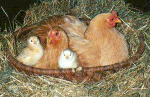 צילום: (Whitman (FeatherSite