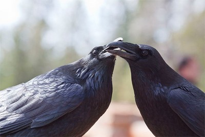 עורבים שחורים: ציפורים שנהוג להשוות את האינטליגנציה שלהם לזו של קופים וכעת גם את היכולת שלהם להפגין אמפתיה. 