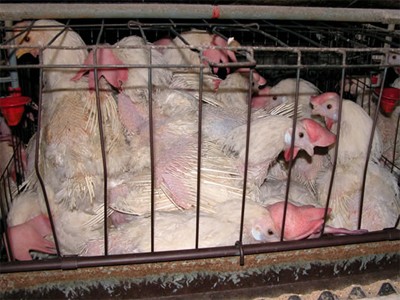 תרנגולות בכלוב סוללה: ניתן למנוע את המצוקות שאולי נובעות מאמפתיה רק על-ידי מניעת המצוקות הבסיסיות יותר. 