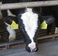 עגל חלב, לאחר שנוקבו שתי אוזניו