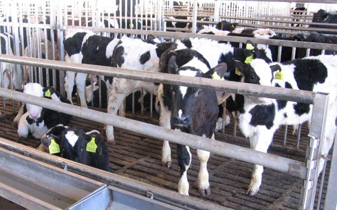 עגלים על רצפת טפחות, המזיקה במיוחד לרגליים. כפר יהושע, 2008.