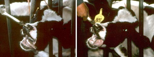 עגלה תחת ריסון לקראת גדיעת קרניה. מתוך חקירת אנונימוס בקיבוץ גת, 2001.