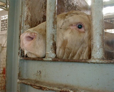 פר בין הגדרות במשחטה במרכז הארץ