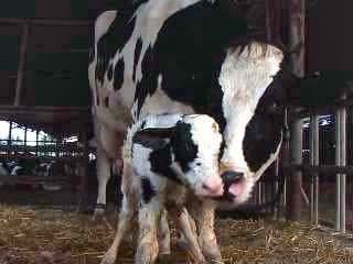 פרה ועגל, דקות לפני ההפרדה. צילם: עטר אופק, עמק יזרעאל, 2004.