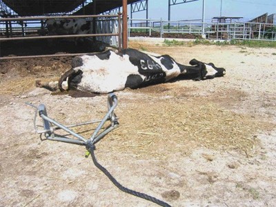 ללא טיפול: פרה שקרסה עם הרתמה שבאמצעותה הוצאה מהרפת. צולם בקיבוץ בצפון הארץ, 2006.