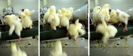 המעבר ממסוע למסוע כרוך תמיד בנפילות מפחידות, מכאיבות ומסוכנות. מספרת ר': הם עולים על מסוע, ולא יכולים...