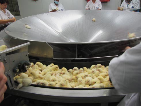 חיים על סרט נע