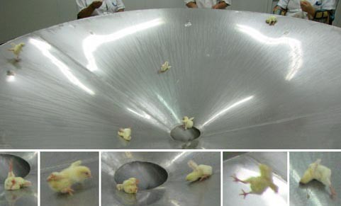 חיים על סרט נע