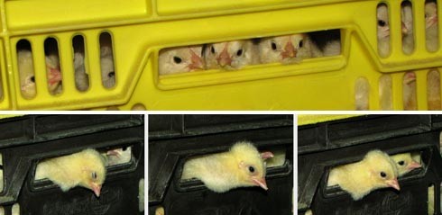 חיים על סרט נע