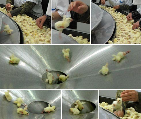 מושלכים לתוך הקרוסלה לאחר שמוינו לפי מינם.