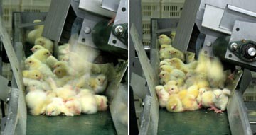 אפרוחים נופלים על מסוע וזה על גבי זה