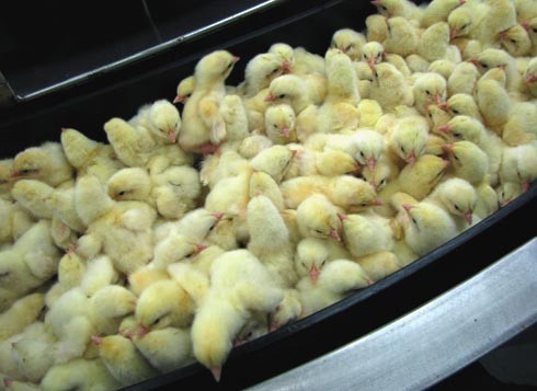 אפרוחים בצפיפות גדולה עומדים זה על זה.