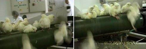 אפרוחים פגועים נגררים על המסוע לפני שיושלכו לארגזי ה פגומים 