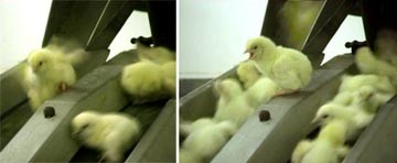 אפרוח שהצליח לחמוק מהמסוע (מימין), אך נשמט אליו חזרה כעבור דקה (משמאל)