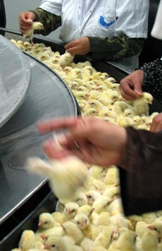 אפרוחים על המסוע. עוברים אינסוף מסלולים ומסועים בעת תהליך מיונם.