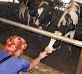 פרות ברפת- רחוקות מעיני הציבור.