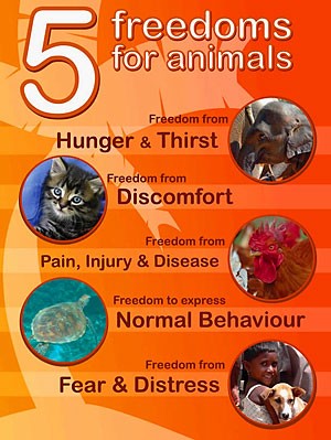  חמש החירויות של המועצה לרווחת חיות המשק הבריטית: שאיפה למתן את הניצול מבלי לבטלו. זהו האידיאל – הרחוק...